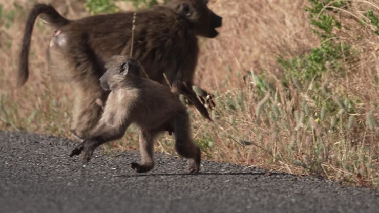 Primo piano al rallentatore di un cucciolo di babbuino che attraversa una strada in Sudafrica