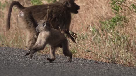 Slow-Motion-Close-Up-of-a-Baby-Baboon-Running-Across-a-Road-South-Africa