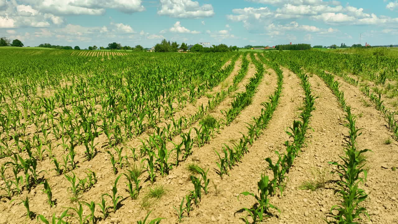 vista de cerca de los cultivos jóvenes que crecen en filas bien dispuestas en un campo agrícola bajo un cielo azul claro con nubes dispersas