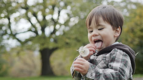 A-carefree-kid-is-trying-to-eat-a-dandelion.-Walk-in-the-autumn-park