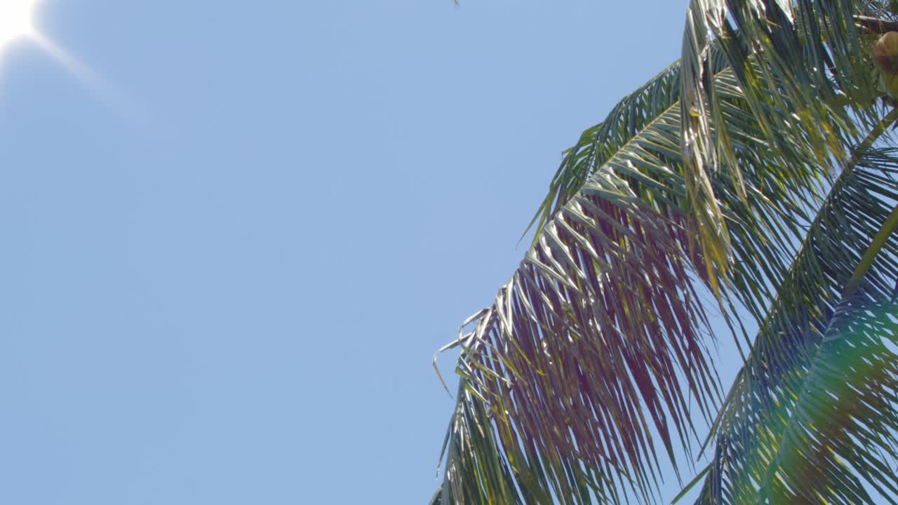 ramas de palma de coco soplando en una suave brisa tropical - lente vintage con aberración cromática y distorsión de color