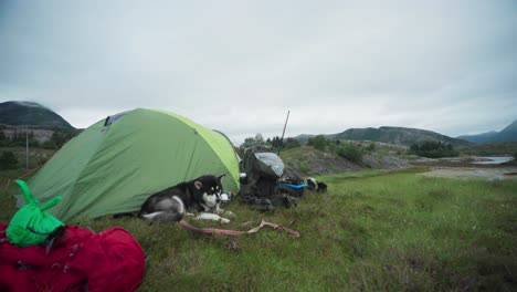 alaskan malamute dog breed resting near tents in onøya island, nordland county, norway