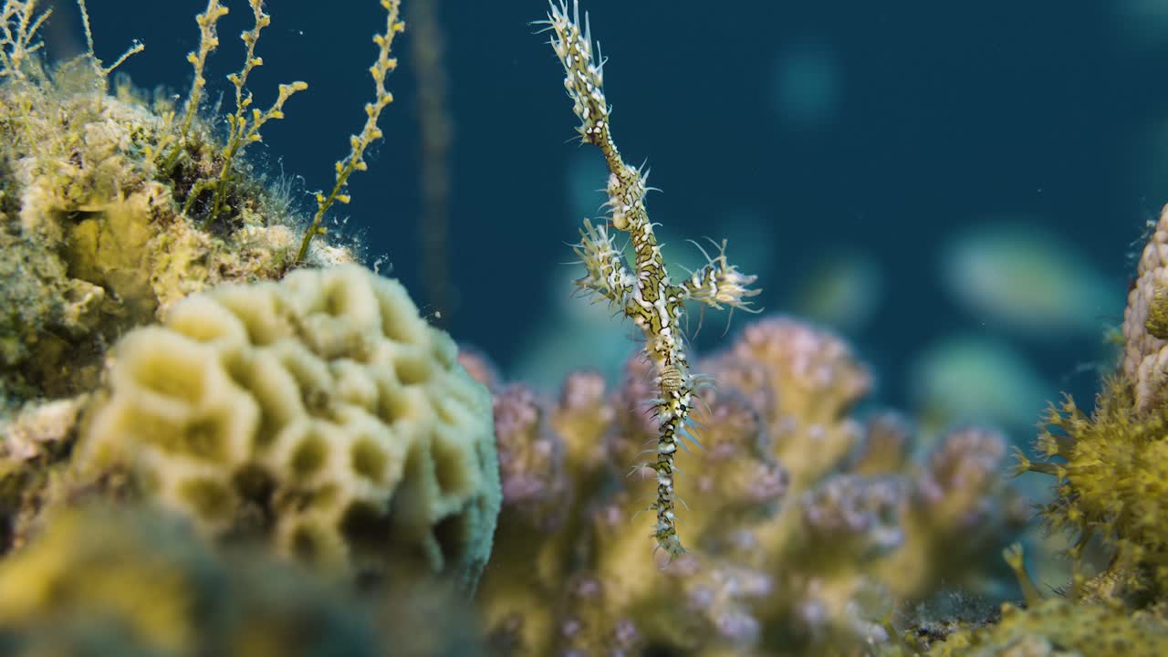 Harlequin ghost pipefish. Pipefish hides in coral reef. Red sea.