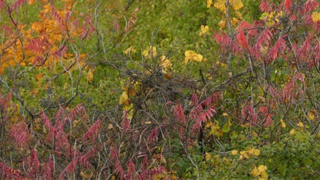 Passerine-Bird-Flying-Through-Autumnal-Trees-In-The-Forest