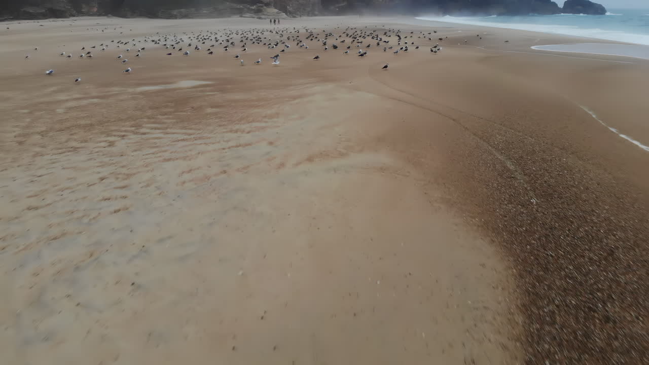 At sunrise, flocks of seabirds gather on a scenic sandy beach. The calm waves lap at the shore while the birds explore the sand for food