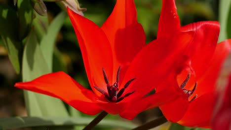 close up of a red star-shaped flower petal