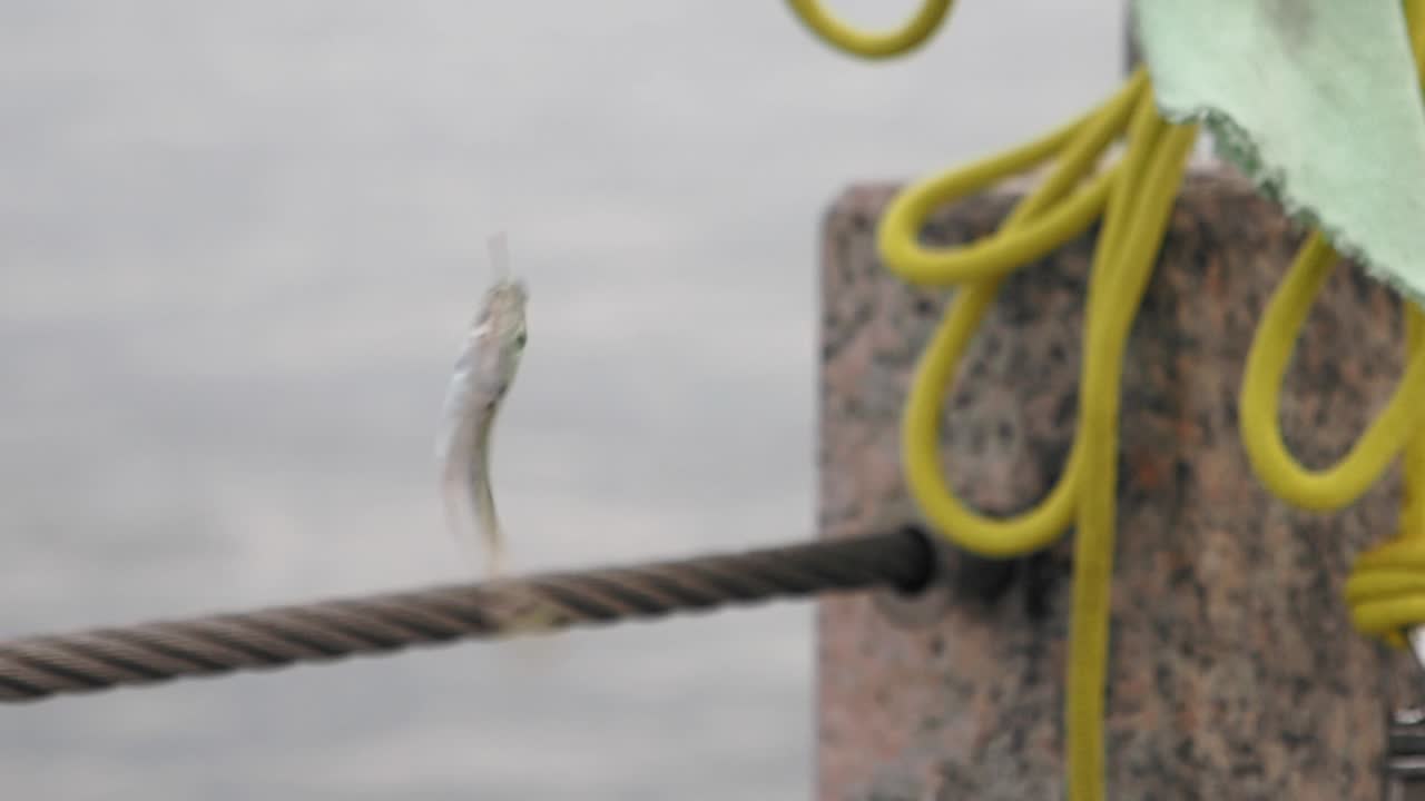 peces pequeños capturados con una cuerda de pesca