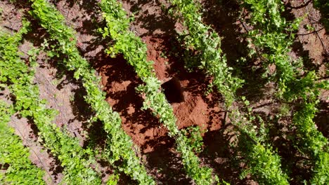 Cinematic-rising-rotating-shot-of-the-rows-of-ripe-vines-in-Maule-Valley,-Chile