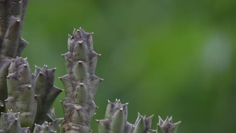 Stachelige-Saftige-Kakteenpflanze-Mit-Grünem-Bokeh-Unschärfehintergrund