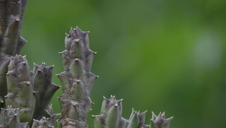 planta de cactus suculenta puntiaguda con fondo verde borroso