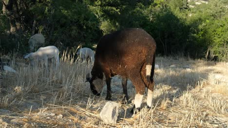 Sheep-Grazing-Field