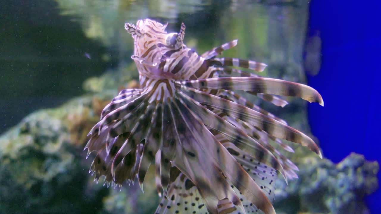 A mesmerizing lionfish glides through an aquarium showcasing its vibrant colors and unique fins.