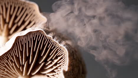 close-up of mushroom gills releasing spores