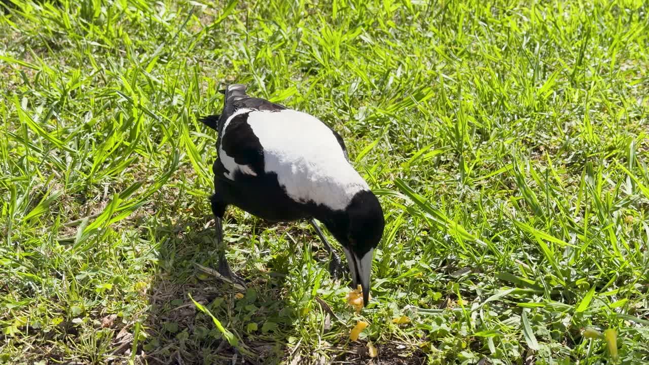 Australian magpie searches grassy ground for food in bright daylight, slow motion, stable camera