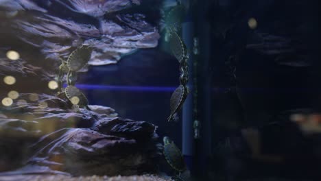 small turtles in an aquarium