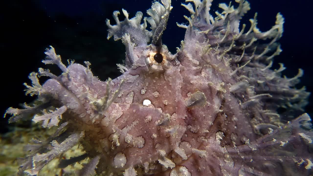 The graceful purple Rhinopias fish as it rests gently along the shallow seabed of Mauritius Island, exemplifying the rich biodiversity of the underwater realm