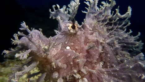 la graciosa rinopea púrpura pesca mientras descansa suavemente a lo largo del fondo marino poco profundo de la isla de mauricio, ejemplificando la rica biodiversidad del reino submarino.