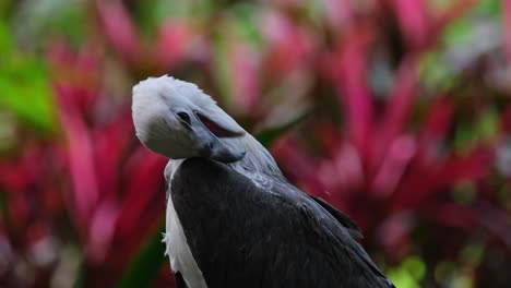 Acicalándose-El-Ala-Derecha-Y-Las-Plumas,-águila-Marina-De-Vientre-Blanco-Haliaeetus-Leucogaster,-Filipinas