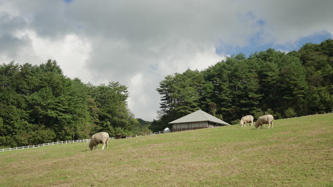 Sheep Grazing in a Peaceful Countryside Farm