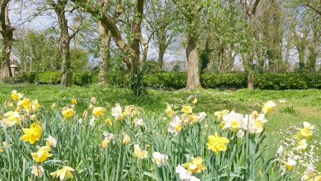 Primavera-En-Kilmacthomas-Waterford-Irlanda