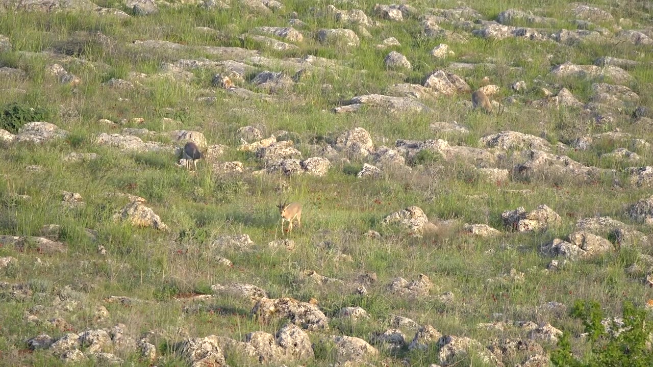 Gruppo di caprioli che pascolano in un prato roccioso