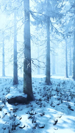 snowy forest with fog and sunlight