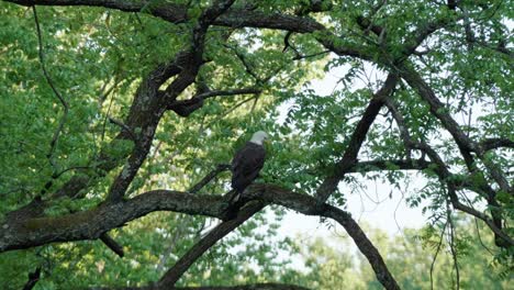 Eagle-on-branch-along-Wissahickon-Creek,-defecates