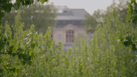 lush green leaves swaying on a windy day with blurred house in the background