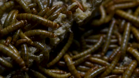 The-Mealworm-is-a-species-of-Darkling-Beetle-used-to-feed-pets-like-fish,-snakes,-birds,-and-frogs