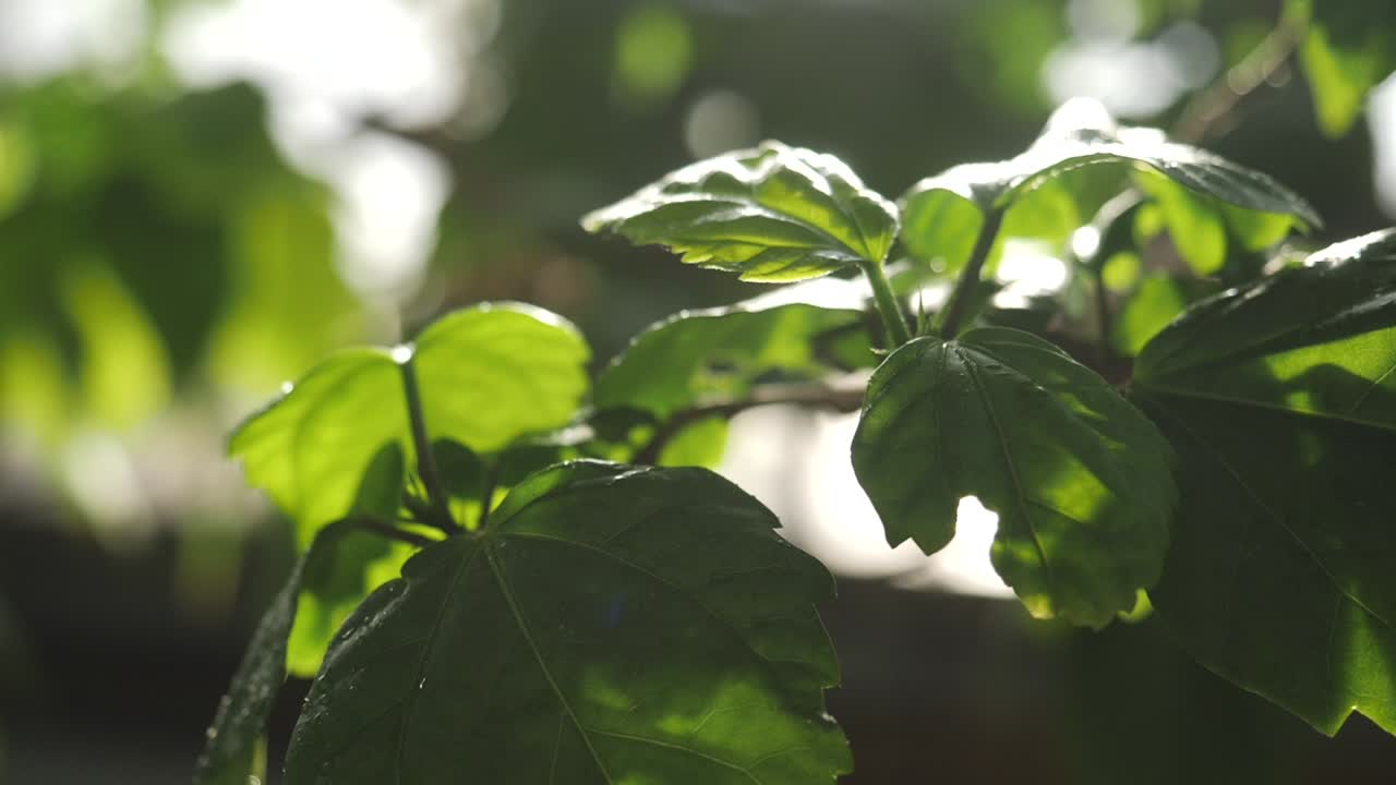 hojas verdes en la lluvia