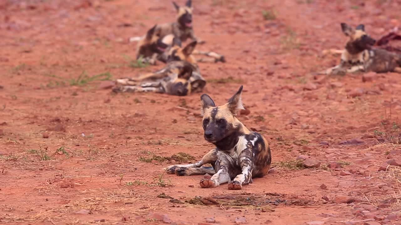 madikwe의 붉은 모래에서 아프리카 야생 개들이 만족스럽게 꼬리를 흔들며 경고합니다.