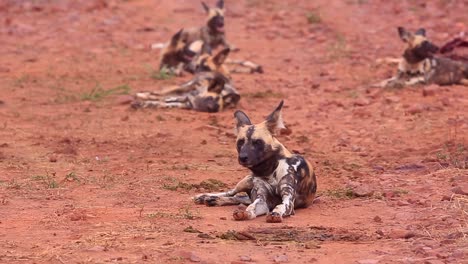 Aufmerksame-Afrikanische-Wildhunde-Wedeln-Zufrieden-Mit-Dem-Schwanz-Im-Roten-Sand-Von-Madikwe