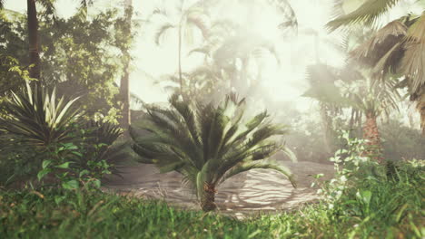 tropical forest scene with sunlight