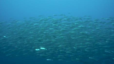 un denso grupo de brillantes peces cebo plateados se reúnen brillando contra la luz.