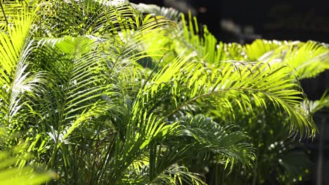 fern leaves swaying gently in the breeze.