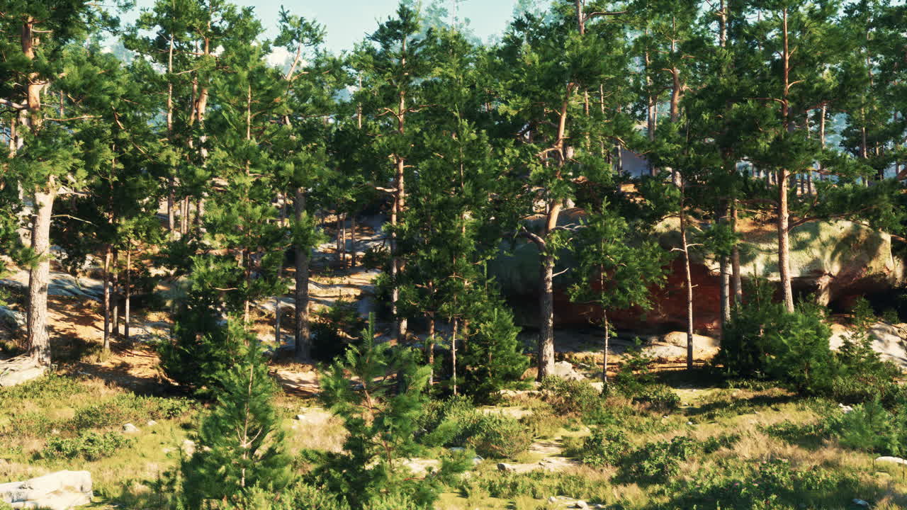 пышный сосновый лес с солнечным светом, сияющим сквозь деревья