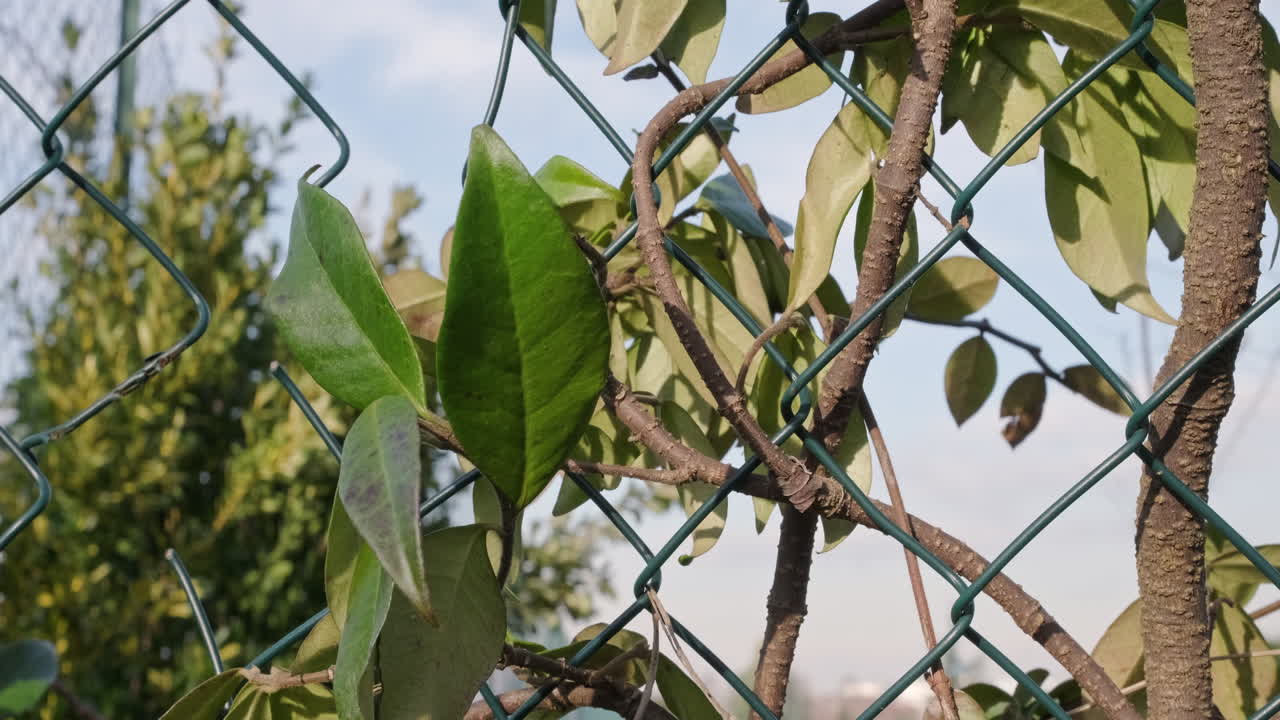 아름다운 화창한 날에 바람과 함께 움직이는 나뭇잎이 있는 정원 그물에 있는 자스민 식물의 가까운 전망 - 정적 샷
