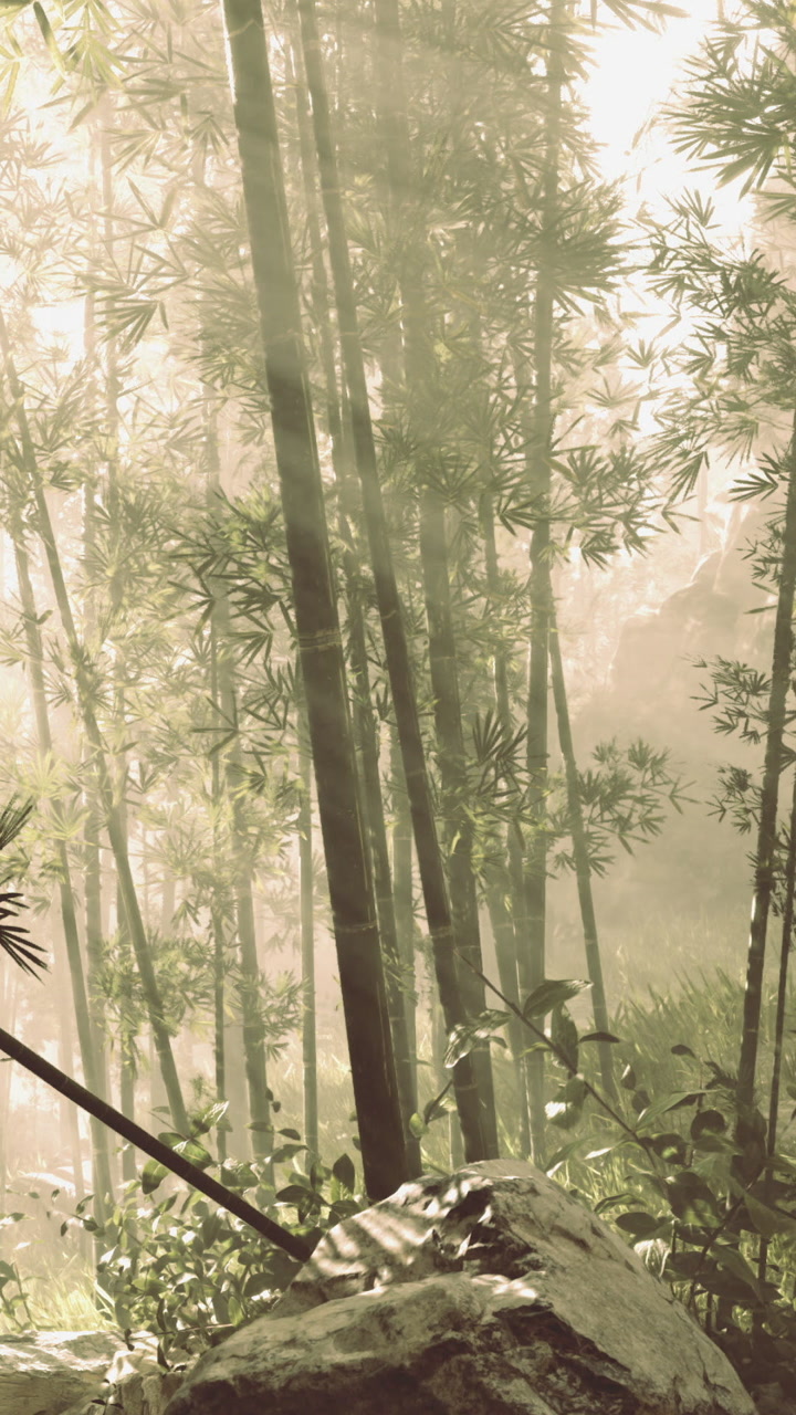 Nature scene with bamboo and sunlight in a forest during morning hours