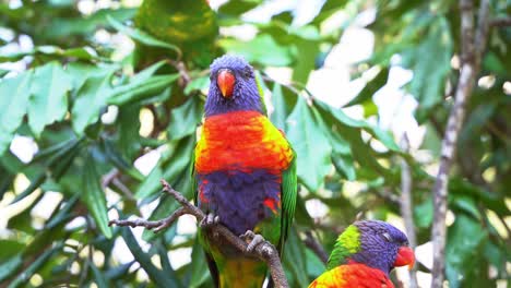 un par de hermosos lorikeets arco iris, trichoglossus moluccanus con un plumaje de colores vibrantes manchado posado en el árbol, maravillándose por el medio ambiente circundante en su hábitat natural