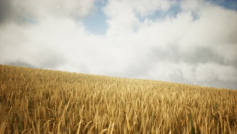 campo de centeno amarillo maduro bajo un hermoso cielo de puesta de sol de verano con nubes