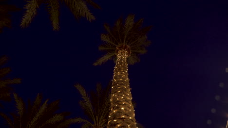 Christmas-Decorated-Date-Palm-Tree-at-Night-in-Arizona-Party