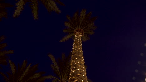 christmas decorated date palm tree at night in arizona party