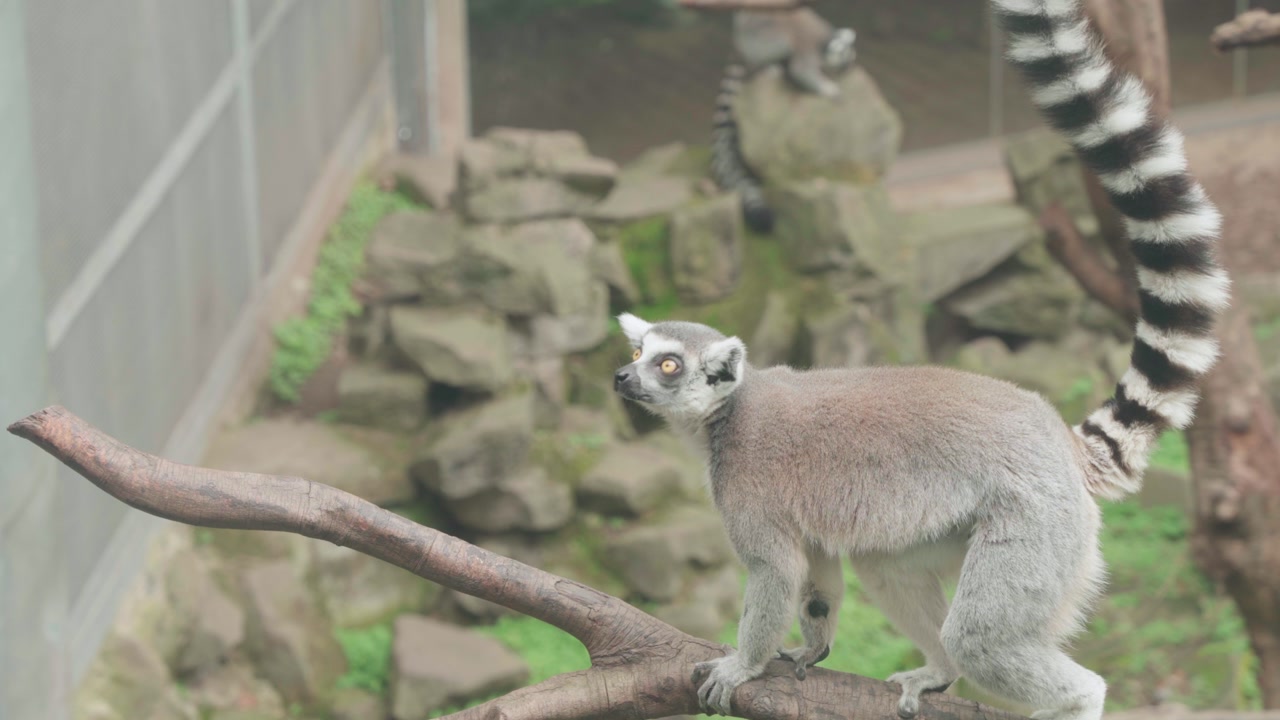 Static medium shot of a ring-tailed lemur perched on a wooden branch inside a zoo enclosure, with rocky background, a second lemur tail visible overhead, under soft diffused light