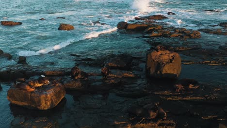 drone orbital shot of sea lions resting on rocks at dawn