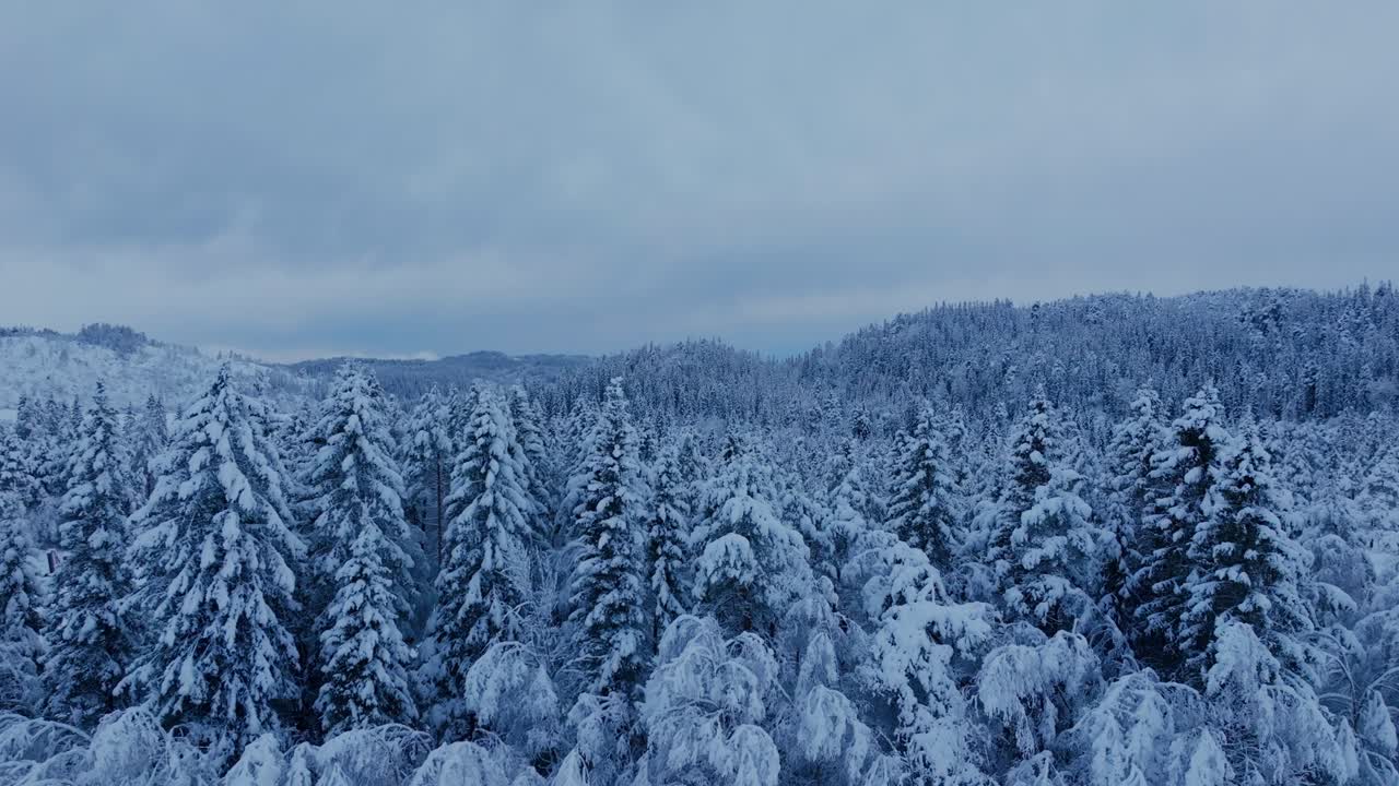 노르웨이 의 인드레 포센 숲 에서 눈 에 인 소나무 들 - 드론 촬영