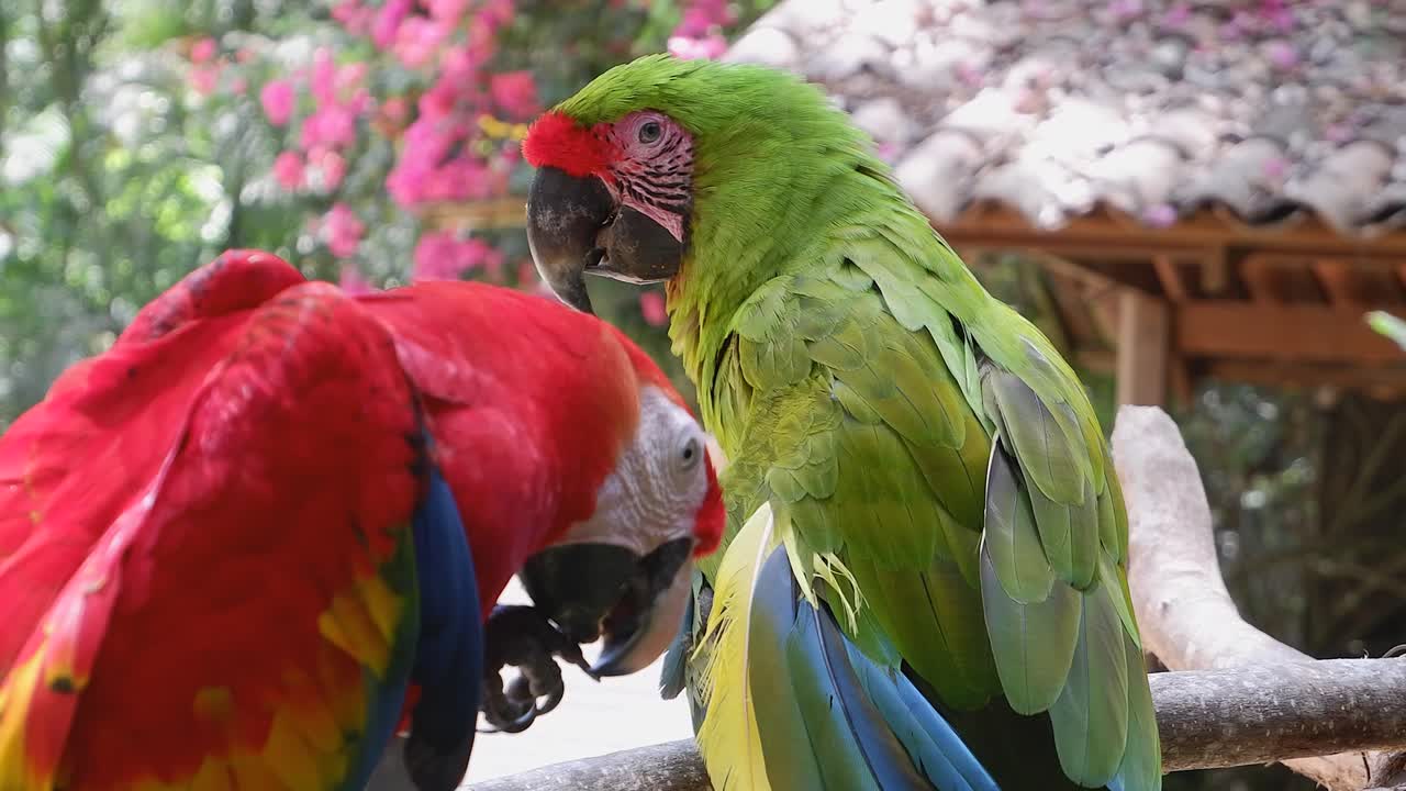 Pappagalli Ara colorati verdi e rossi in primo piano su un ramo in Honduras