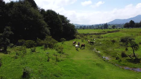 Cinematic-drone-clip-flying-over-a-small-stream-and-wild-horses-drinking-water-on-a-lush-green-area-in-Chaupi,-Equador