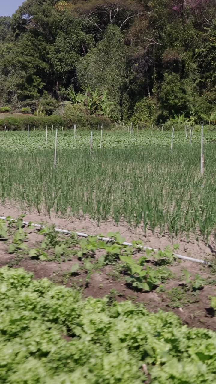 Agricultural Field with Crops