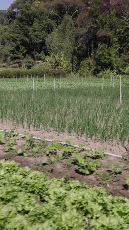 agricultural field with crops