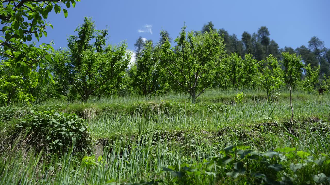 Wheat cultivated among apples in the hilly region.